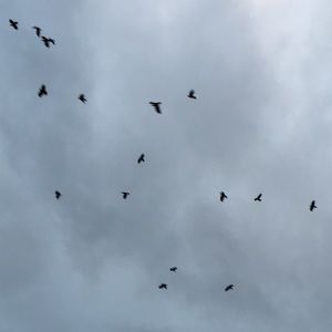 Meet your Posher, Posh